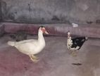 Muscovy Duck