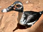 Muscovy Duck