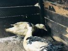 Muscovy Ducks