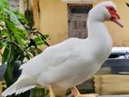 Muscovy Duck