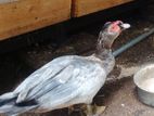 Moscovy Duck