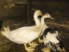 Muscovy Ducks
