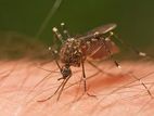 Mosquito Treatment Service