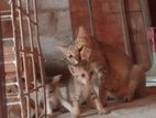 Kittens with Cat for Kind Home