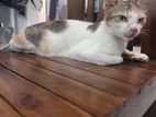 Cat for Kind Home