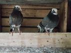 Pigeon