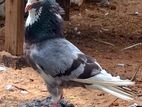 Pigeon