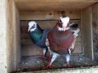 Mother Pigeon