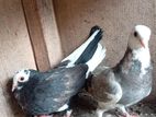 Pigeon