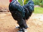 Mottled Brahma