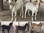 மொத்தம் ஐந்து ஆடுகள் 4 பெண் ஒரு கடா ஆடு வளர்ப்பதற்கு மாத்திரம்