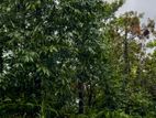 Mountain Land for Sale – Kithulgala