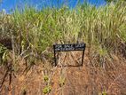 Mountain View 12.5 Perches Land for Sale in Pussallawa