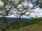 Mountain view land for sale in Nillamba