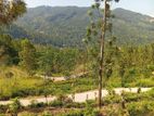 Mountain View Land for Sale in Nillamba