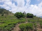 Mountain view land for sale Pundaluoya