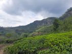 Mountain View, Valuable land for sale in Pundaluoya