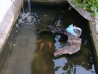 Mozambique Fish