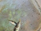 Mozambique Fish