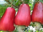 மர முந்திரி