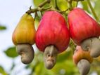 மர முந்திரி
