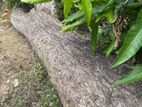 மரம் Timber