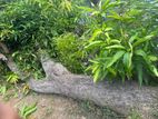 மா மரம்