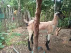 Farm Goat