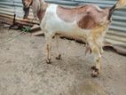 Farm Goat