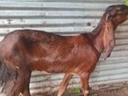 Farm Goat