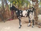 மறி ஆடு