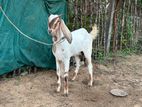 Farm Goat