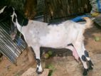Farm Goat