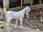 Farm Goat