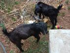 Farm Goat