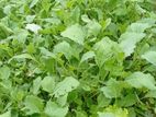 Cabbage Plants