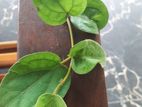 ම්ස් බැද්ද විකිනීමට ඇත.දිය වැඩියා රෝගය සදහා