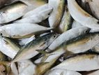 Salaya Fish