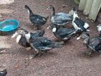 Muscovy Ducks