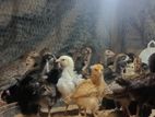 Farm Chicks