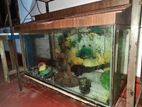 Fish Tank