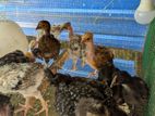 Chickens