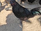 Kadaknath Chickens