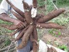 MU 51 මඤ්ඤොක්කා ලී (Cassava wood)