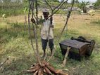 MU 51 මඤ්ඤොක්කා ලී (Cassava wood)