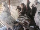 Pigeons