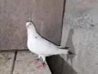 Pigeons