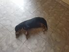 Dachshund Female Dog for Kind Home