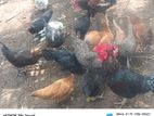 Country Chicken