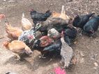 Country Chicken